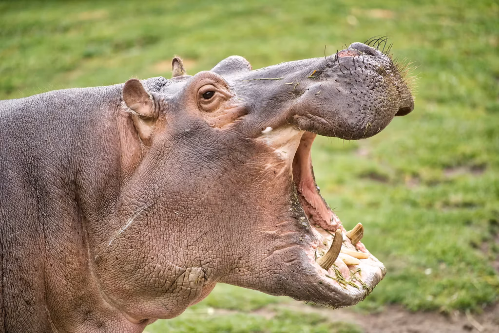 Beware the HiPPO 1 GrowthConsulting Hippo