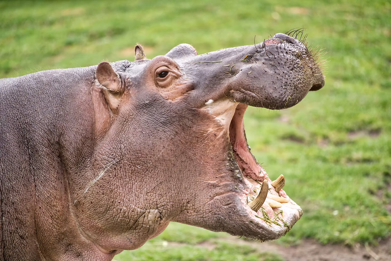 GrowthConsulting Hippo