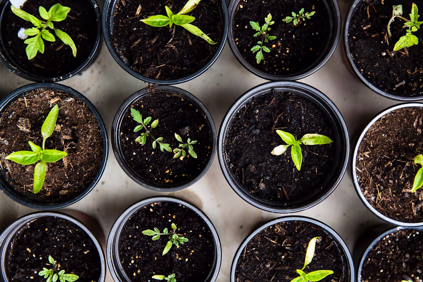 GrowthConsulting Seedlings